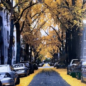 Meet your Posher, TrendyTre